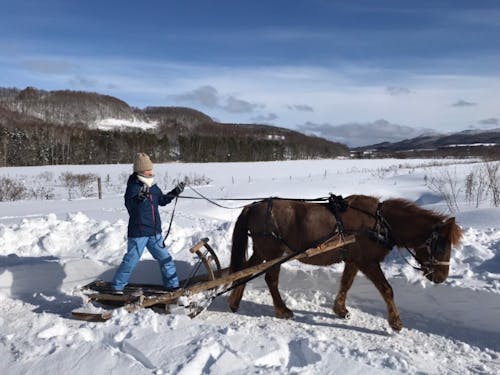 「どさんこ」の馬、ハナちゃんにソリを引いてもらう体験もあったり…