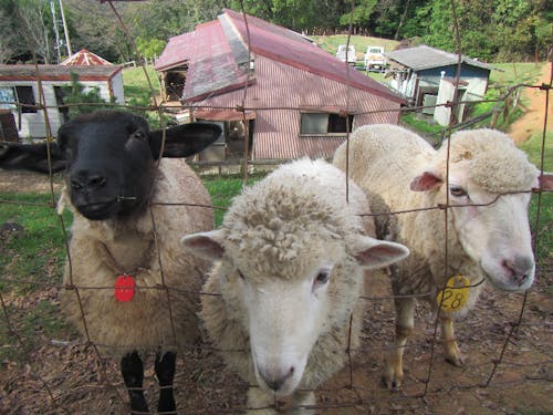 愛らしい羊と出会えるめえめえ牧場