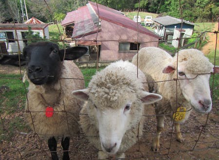 愛らしい羊と出会えるめえめえ牧場