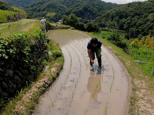 田植えの様子