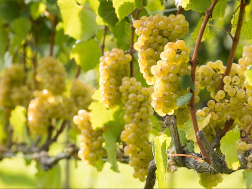 日々、花々、作物の成長や移ろいをとても身近に感じます