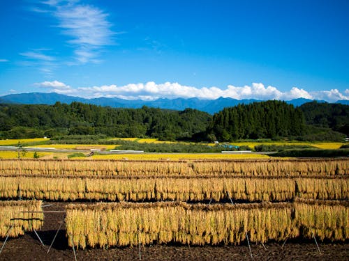 稲刈り後の「はぜかけ」。秋にはこのような風景が広がります。