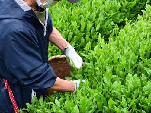 お茶畑の様子(写真提供:地域の農家さん「坂本屋」)