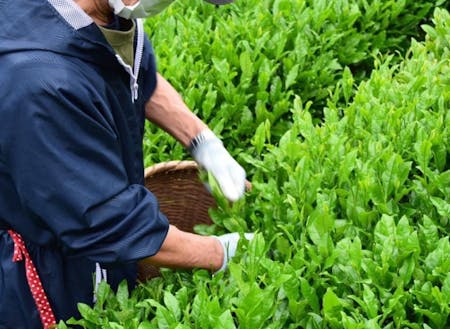 お茶畑の様子（写真提供：地域の農家さん「坂本屋」）