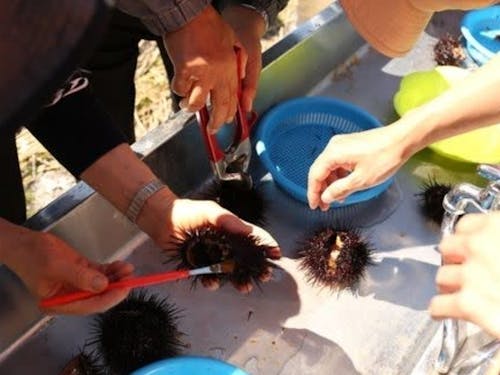 ウニや昆布など島ならではの食材も豊富