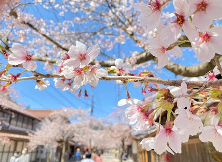 春の桜並木が有名です。
