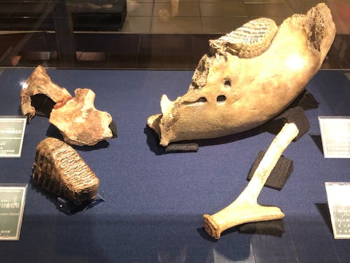 考古博物館に展示されているナウマン象の化石