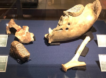 考古博物館に展示されているナウマン象の化石