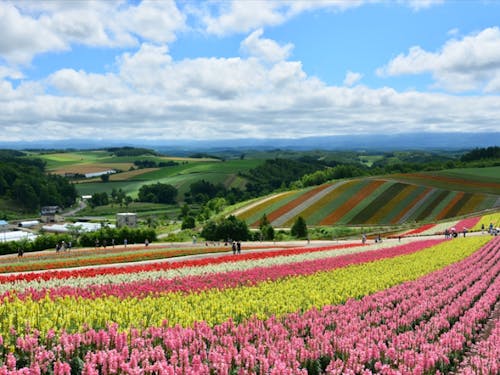 夏の四季彩の丘
