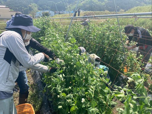 夏野菜の栽培のコツを学ぶ受講生