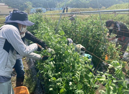 夏野菜の栽培のコツを学ぶ受講生