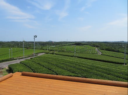茶畑の広がる風景