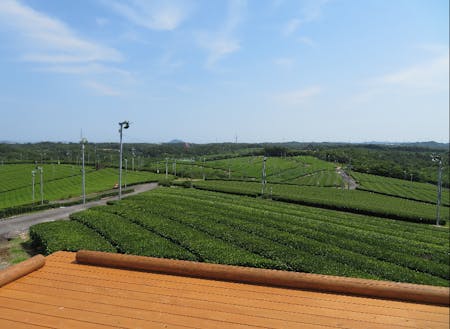 茶畑の広がる風景
