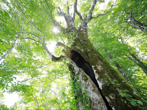 ファザーツリー