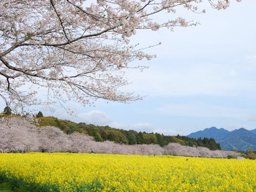 春は一面の菜の花と桜のカーテン。