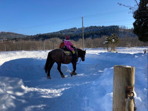 道産子馬の乗馬体験を楽しむこともできます!下川はとにかくコンテンツが豊富!!