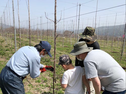 りんご畑で農作業のお手伝い
