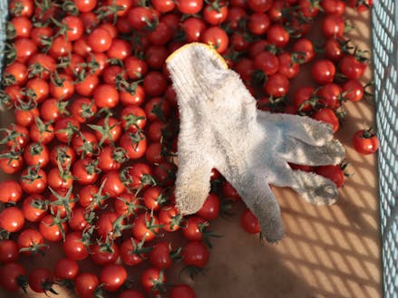 多良木産のミニトマト