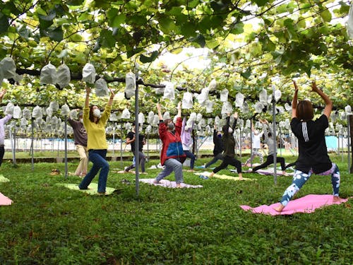 地おこ企画　ブドウ園でヨガ体験会