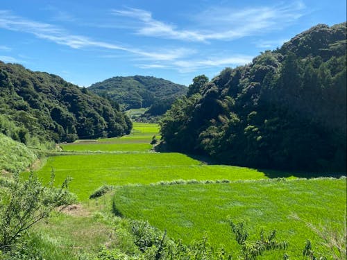 桜山総合公園の入り口から臨む豊かな棚田