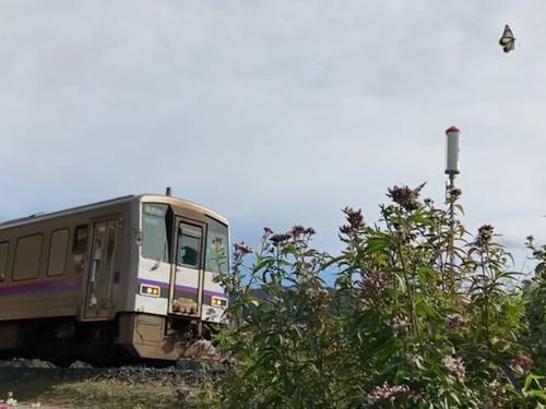 キハ120形気動車とアサギマダラと