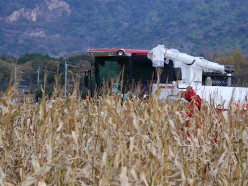 収穫を迎えたトウモロコシ畑