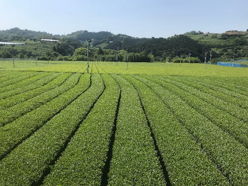新茶の季節です。緑が目に眩しい。