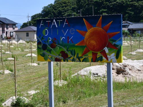 令和2年にオリーブを植栽した「阿多田オリーブパーク」(平生町)