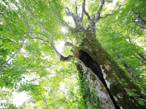ブナの大木
