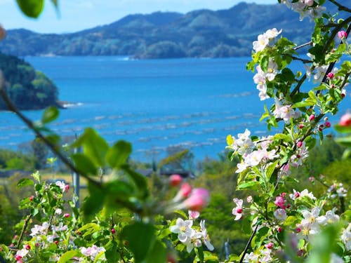 広田湾を望むりんごの花