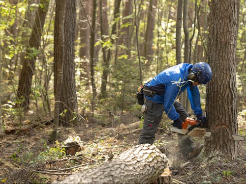 アカマツの木を伐っている弊社 社長