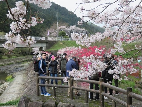 「桃まつり」に行ったお花見フットパス