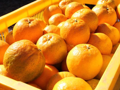 町の特産品であるポンカン