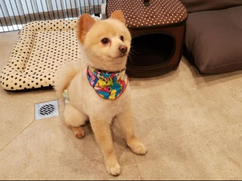 サキタ技研の看板犬、小太郎くん♪