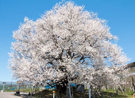 山ノ内町の古代桜