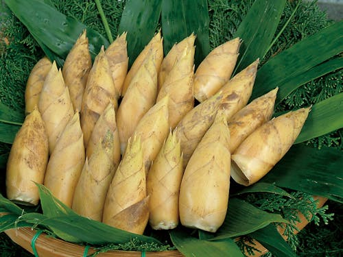 筍の出荷が日本一早く超早掘り「さつまたけのこ」と呼ばれている