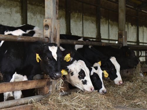 牛の飼養からスタート