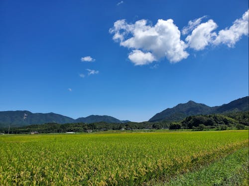 祖生の田園風景