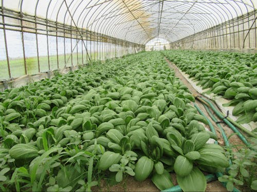 ハウスでの野菜栽培