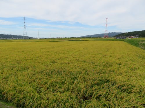 広大な田んぼ