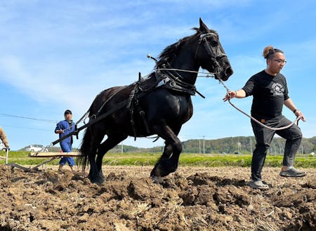 馬を使った水田づくり「馬耕」。昔ながらの農業体験を提供します。