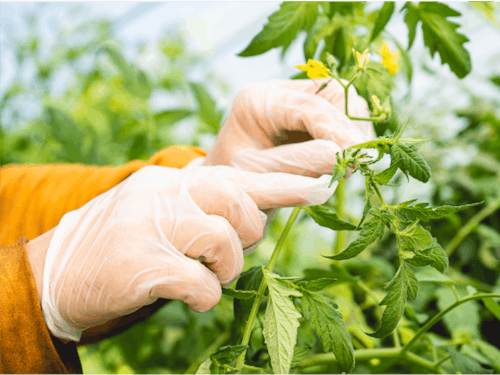 農業において手作業とはどういうものか、教えてもらいました