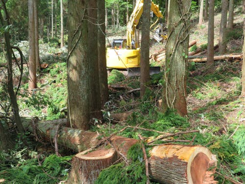 専用重機で伐採