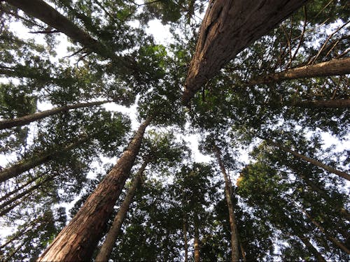 スギ林で空を見上げる