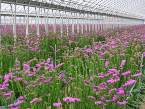 写真はスターチスです。御坊市は有数の産地となっています。