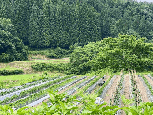soyaの畑がある畦畑の風景。緑がいっぱいです!