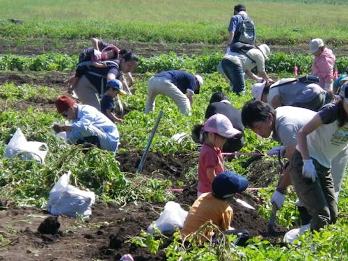 芋掘りなど畑での体験も可能