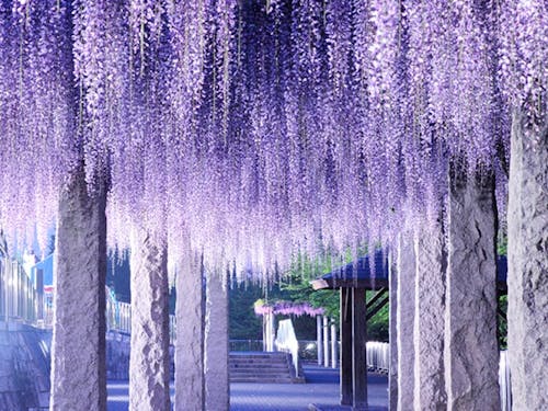 ふじの咲く丘(藤岡市)