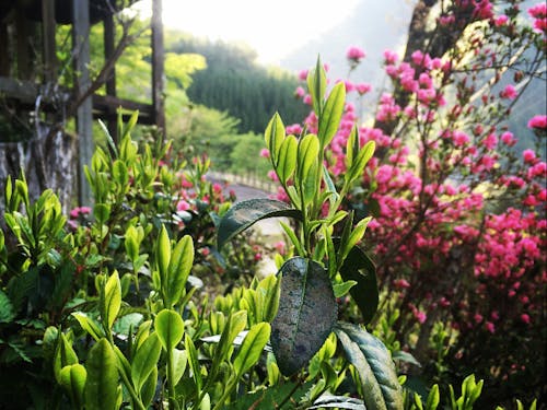 生命感あふれるお茶の木の新芽。自然が豊かってこういうことです