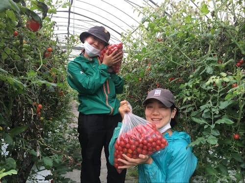 ミニトマトの収穫をおてつだいしたらこんなに頂きました!